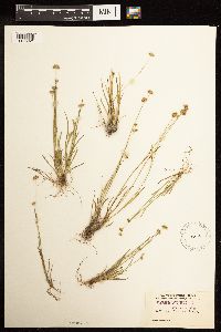 Media resource of Juncus filipendulus