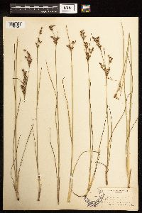 Juncus gerardii image