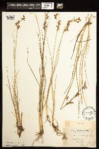 Juncus gerardii image