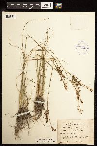 Juncus gerardii image