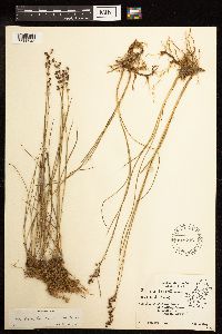 Juncus gerardii image