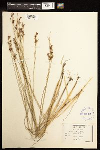 Juncus gerardii image