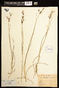 Juncus gerardii image