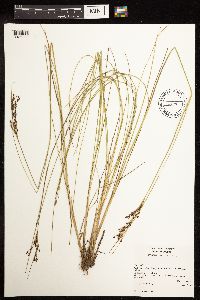 Juncus gerardii image