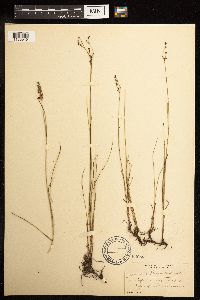 Juncus gerardii image