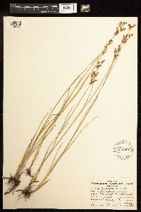 Juncus gerardii image