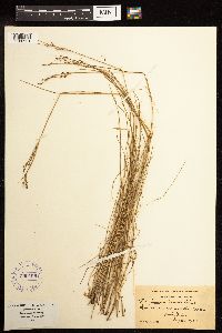 Juncus gerardii image