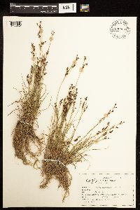 Juncus gerardii image