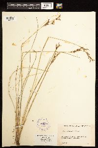 Juncus gerardii image