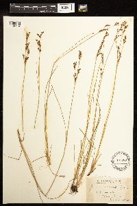Juncus gerardii image