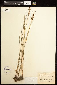 Juncus gerardii image