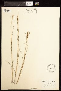 Juncus gerardii image
