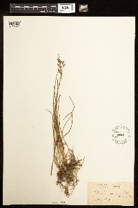 Juncus gerardii image