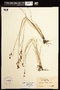 Juncus gerardii image