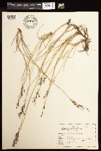 Juncus gerardii image