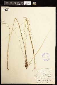 Juncus gerardii image