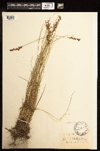 Juncus gerardii image