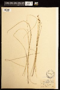 Juncus gerardii image