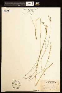 Juncus gerardii image