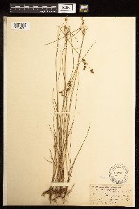 Juncus gerardii image