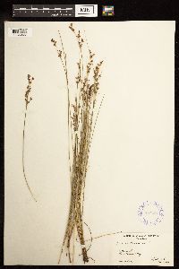 Juncus gerardii image