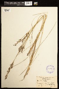 Juncus gerardii image