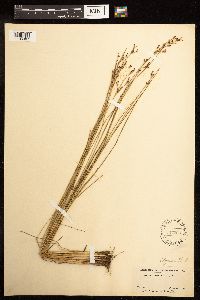 Juncus gerardii image