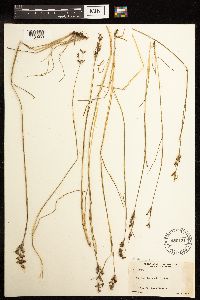 Juncus gerardii image