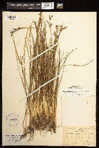 Juncus gerardii image