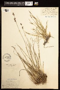Juncus gerardii image