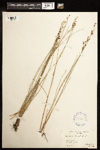 Juncus gerardii image
