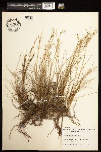 Juncus gerardii image