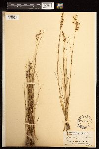 Juncus gerardii image