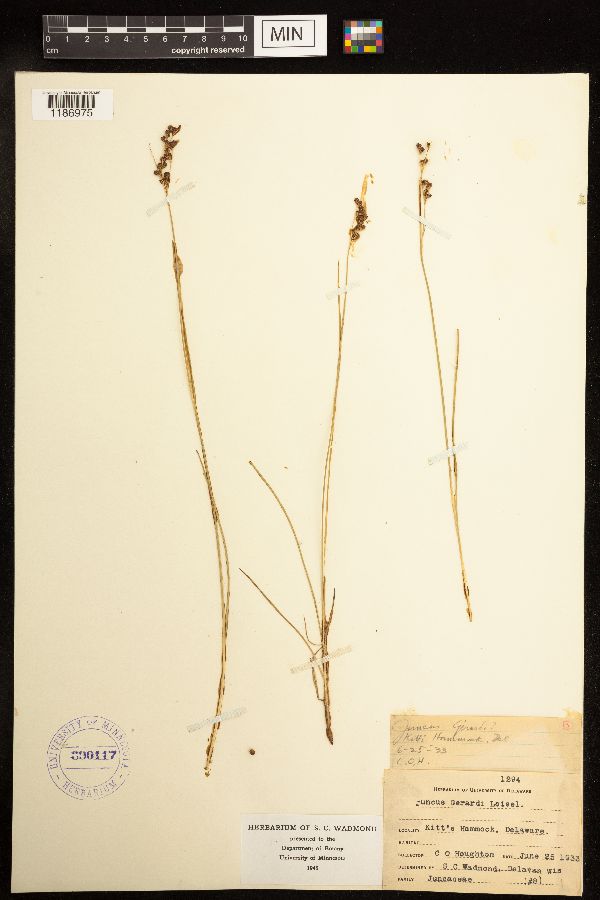 Juncus gerardii image