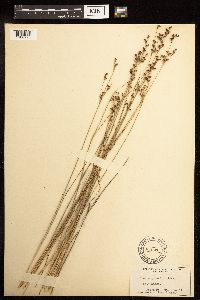 Juncus gerardii image