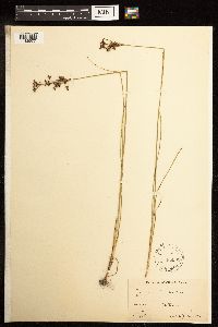 Juncus gerardii image