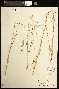 Juncus gerardii image