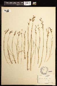 Juncus gerardii image