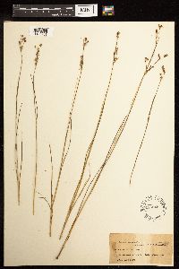 Juncus gerardii image