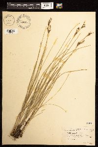 Juncus gerardii image