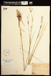 Juncus gerardii image