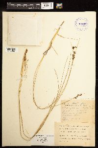 Juncus gerardii image
