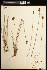 Juncus greenei image