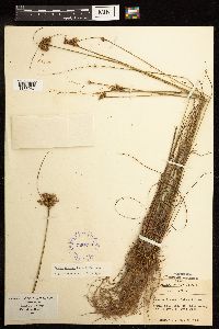 Juncus greenei image