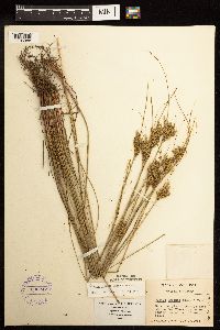 Juncus greenei image