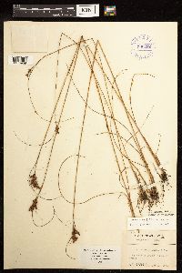 Juncus greenei image