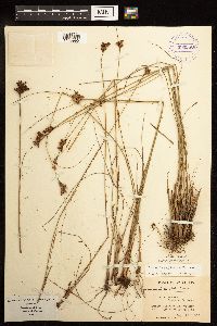 Juncus greenei image