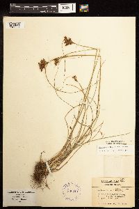 Juncus greenei image