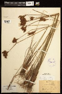 Juncus greenei image