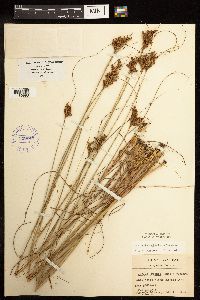 Juncus greenei image